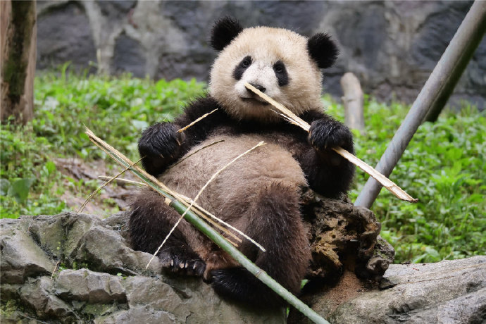 健康成长！LPL认养的大熊猫“盟盟”近况萌照更新