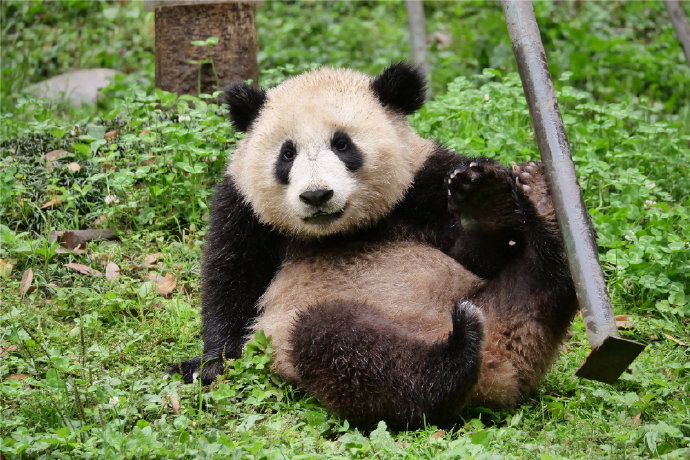 健康成长！LPL认养的大熊猫“盟盟”近况萌照更新