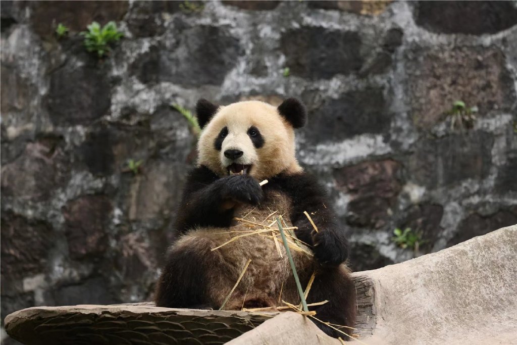 LPL认养的大熊猫“盟盟”近况照