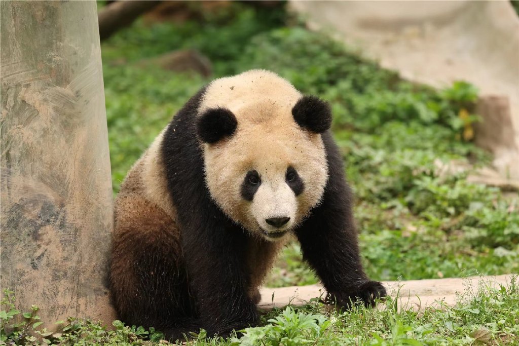 LPL认养的大熊猫“盟盟”近况照