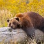 grizzlybearcub