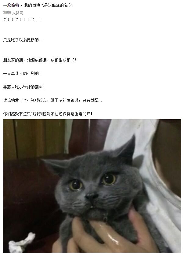 四川的猫吃辣吗？(搬运自知乎)