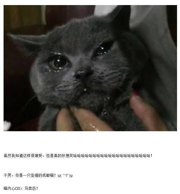 四川的猫吃辣吗？(搬运自知乎)